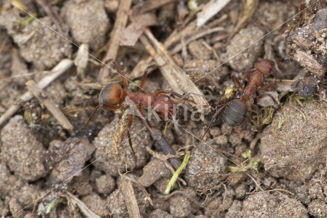 Stronkmier (Formica truncorum)