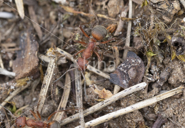 Stronkmier (Formica truncorum)