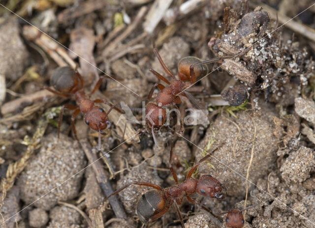 Stronkmier (Formica truncorum)