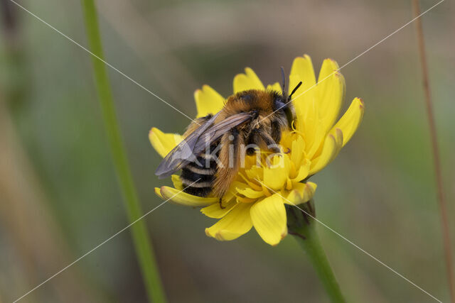 Pluimvoetbij (Dasypoda hirtipes)