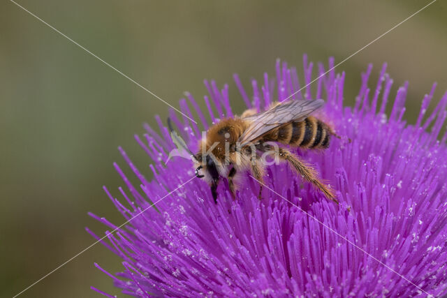 Pluimvoetbij (Dasypoda hirtipes)