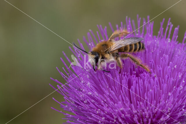 Dasypoda hirtipes