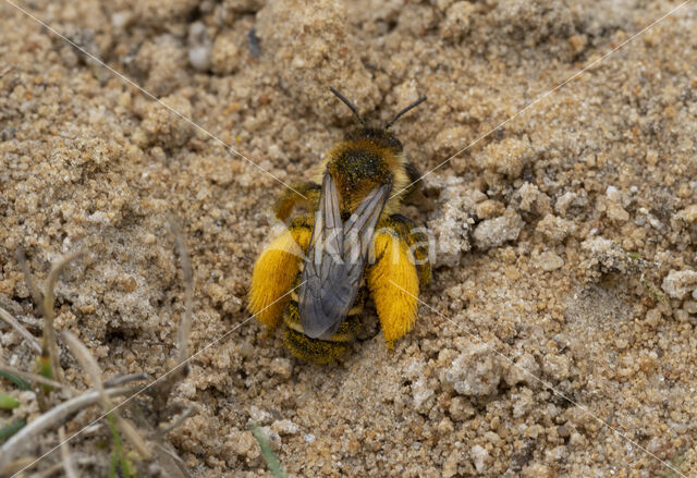 Pluimvoetbij (Dasypoda hirtipes)