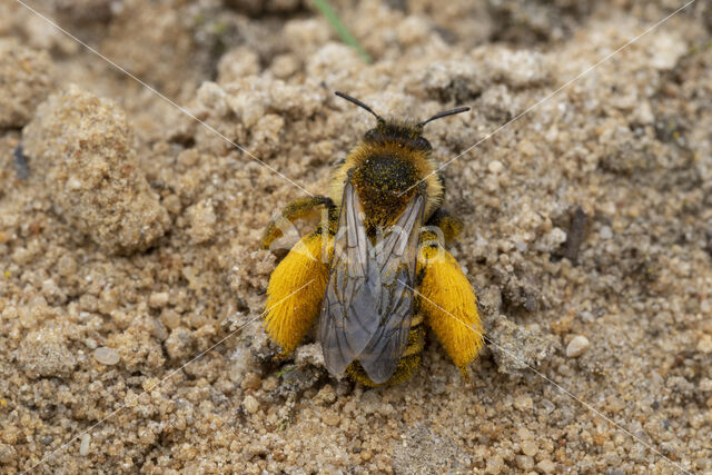 Pluimvoetbij (Dasypoda hirtipes)