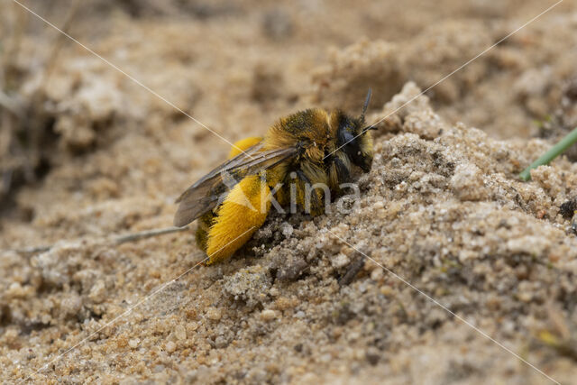 Dasypoda hirtipes