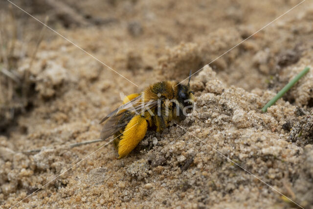 Pluimvoetbij (Dasypoda hirtipes)