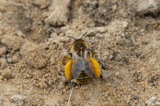 Pluimvoetbij (Dasypoda hirtipes)