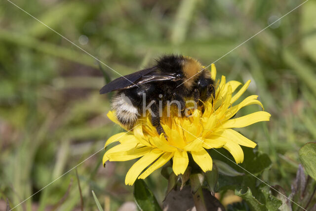 Vierkleurige koekoekshommel (Bombus sylvestris)