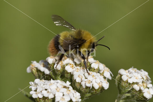 Weidehommel (Bombus pratorum)