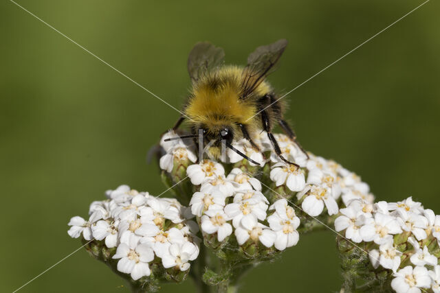 Early bumblebee (Bombus pratorum)