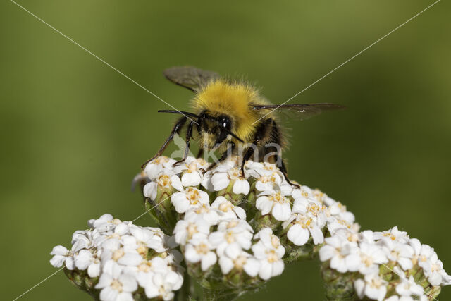 Early bumblebee (Bombus pratorum)