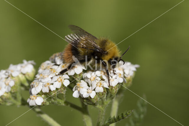 Early bumblebee (Bombus pratorum)