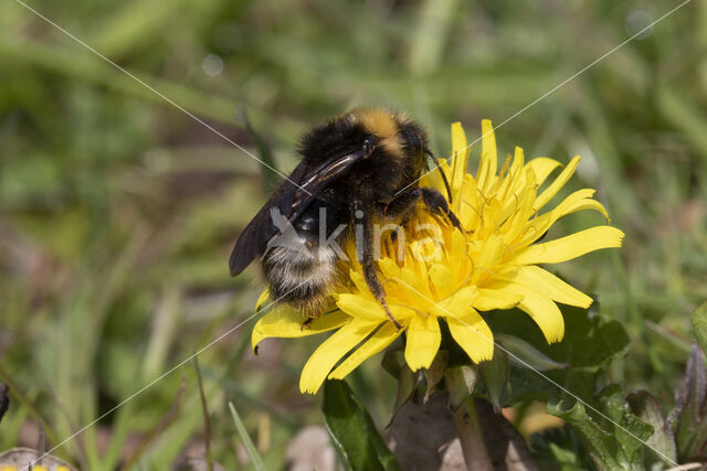 Vierkleurige koekoekshommel (Bombus sylvestris)