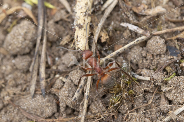 Stronkmier (Formica truncorum)