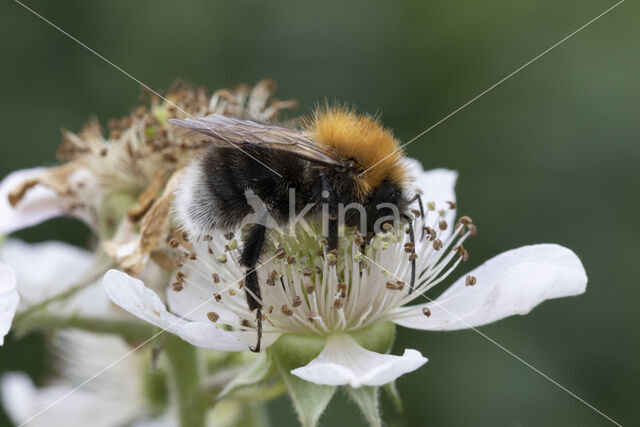 Boomhommel (Bombus hypnorum)