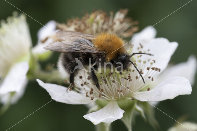 bumblebee (Bombus hypnorum)