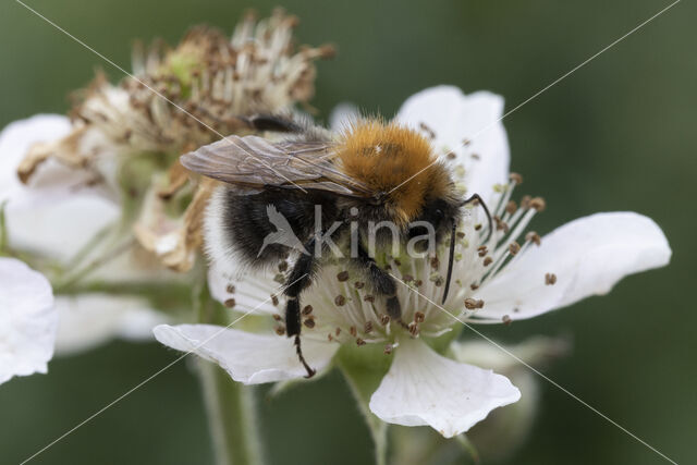 Boomhommel (Bombus hypnorum)