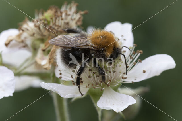 Boomhommel (Bombus hypnorum)