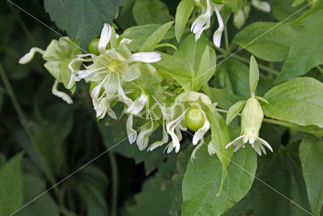 Berry Catchfly (Cucubalus baccifer)