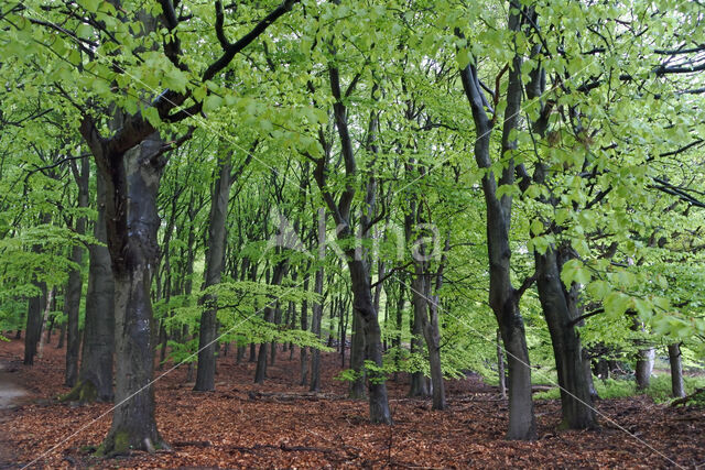 Beech (Fagus sylvatica)