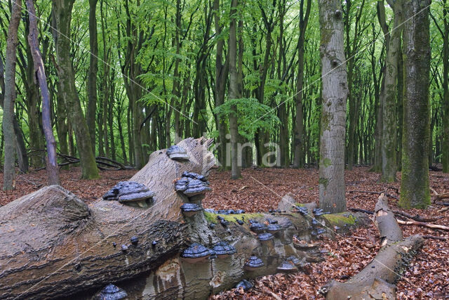 Beech (Fagus sylvatica)