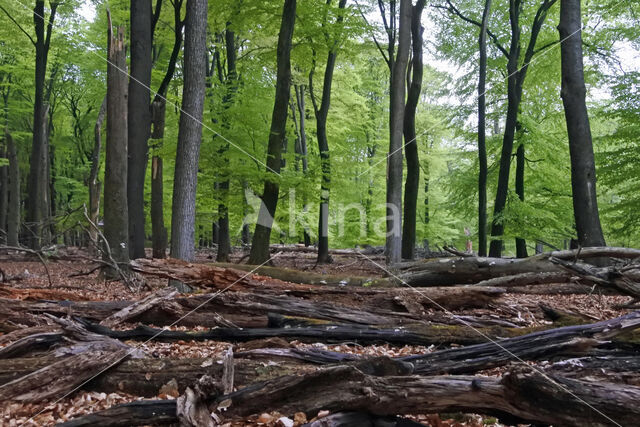 Beuk (Fagus sylvatica)