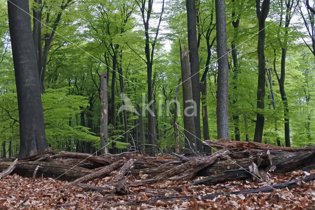 Beuk (Fagus sylvatica)