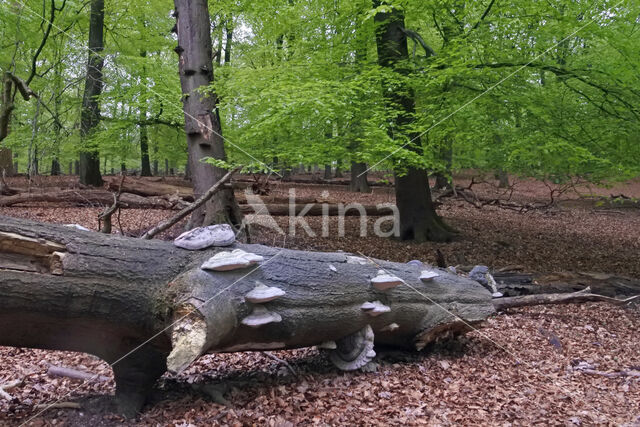 Beech (Fagus sylvatica)