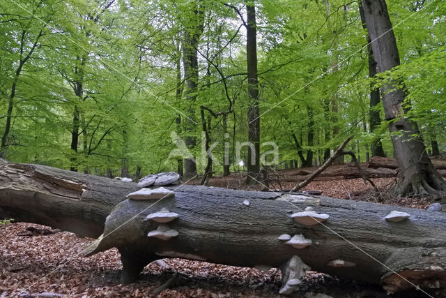 Beuk (Fagus sylvatica)