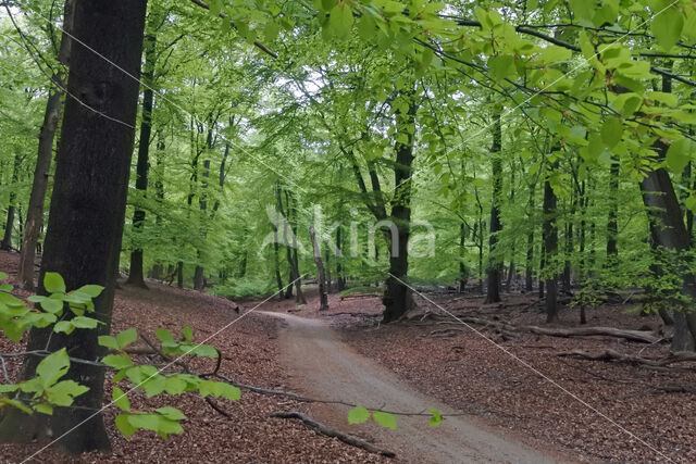 Beech (Fagus sylvatica)