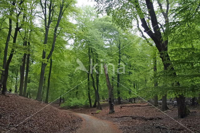 Beech (Fagus sylvatica)