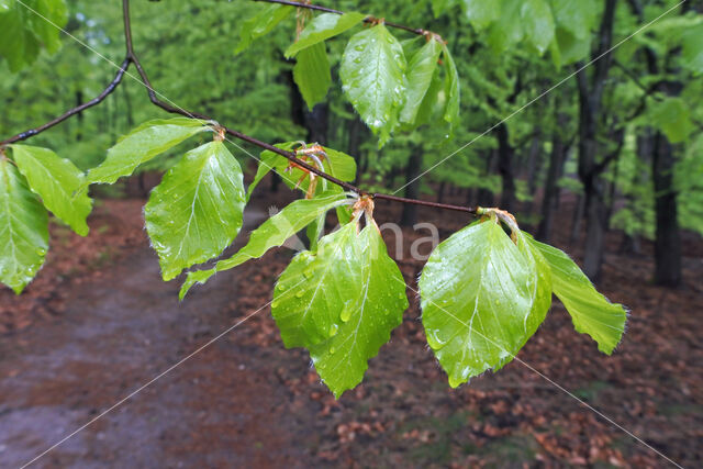 Beuk (Fagus sylvatica)