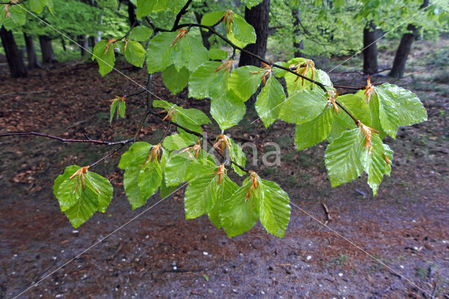 Beech (Fagus sylvatica)