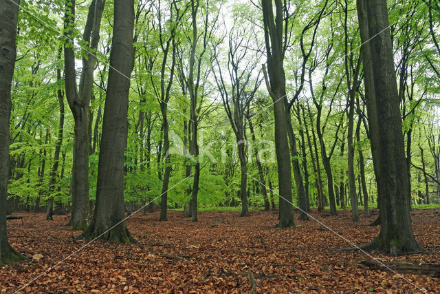 Beuk (Fagus sylvatica)