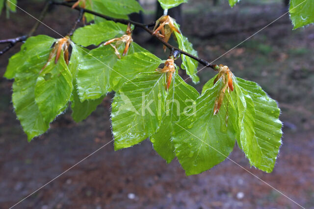 Beech (Fagus sylvatica)