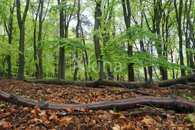 Beuk (Fagus sylvatica)