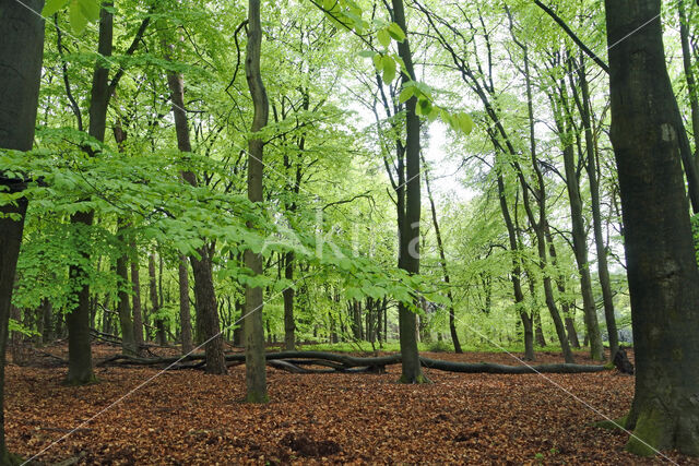 Beech (Fagus sylvatica)