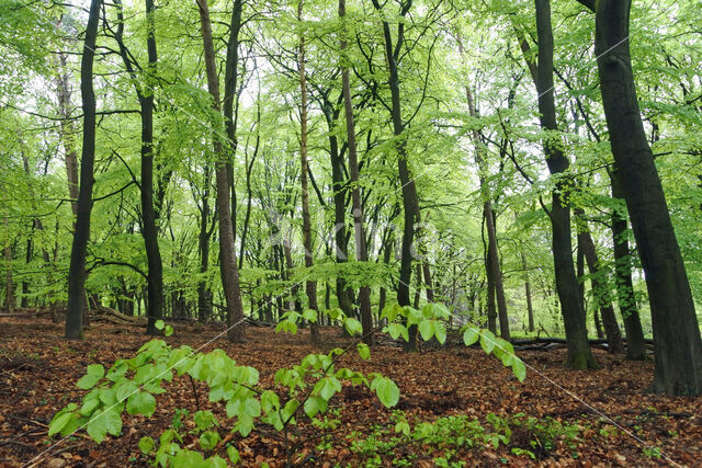 Beech (Fagus sylvatica)