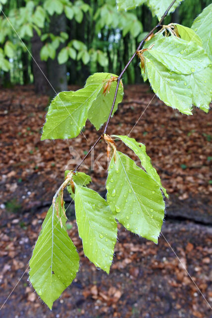 Beuk (Fagus sylvatica)