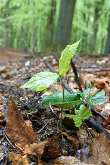 Beech (Fagus sylvatica)