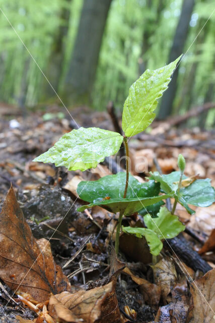 Beuk (Fagus sylvatica)