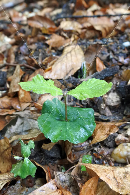 Beech (Fagus sylvatica)