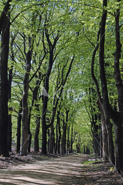 Beech (Fagus spec.)