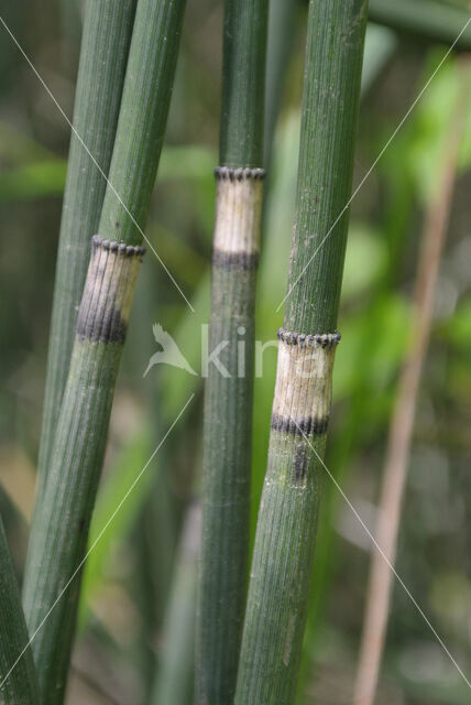 Rough Horsetail (Equisetum hyemale)