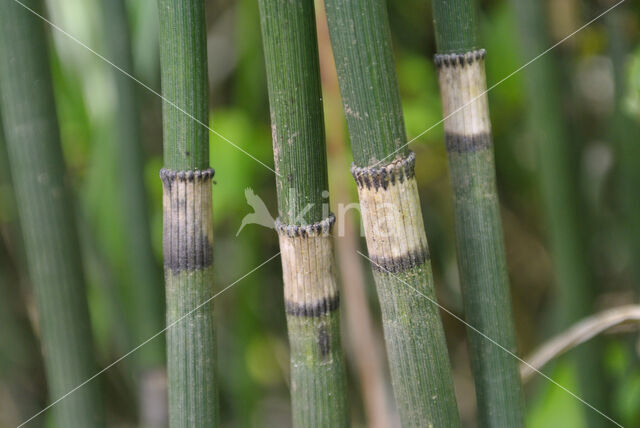 Rough Horsetail (Equisetum hyemale)