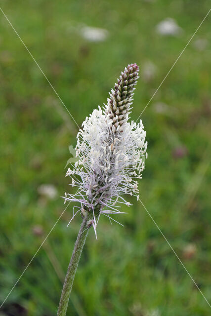 Hoary Plantain (Plantago media)