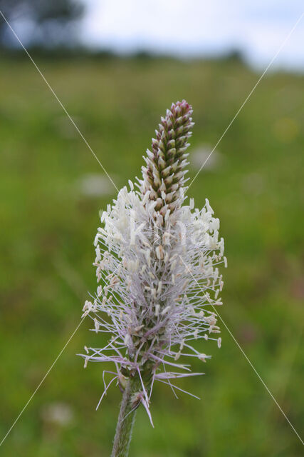 Hoary Plantain (Plantago media)