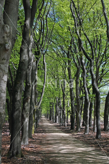 Beech (Fagus spec.)