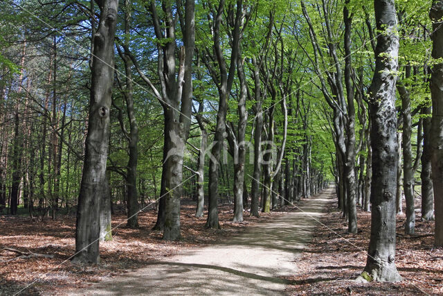 Beech (Fagus spec.)