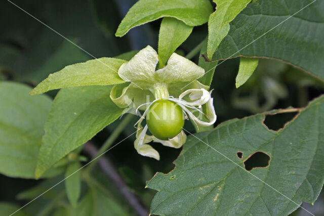 Berry Catchfly (Cucubalus baccifer)